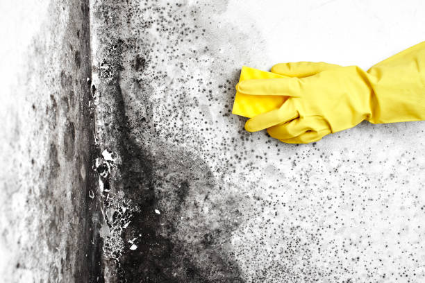 Best Attic Mold Removal  in Captains Cove, VA