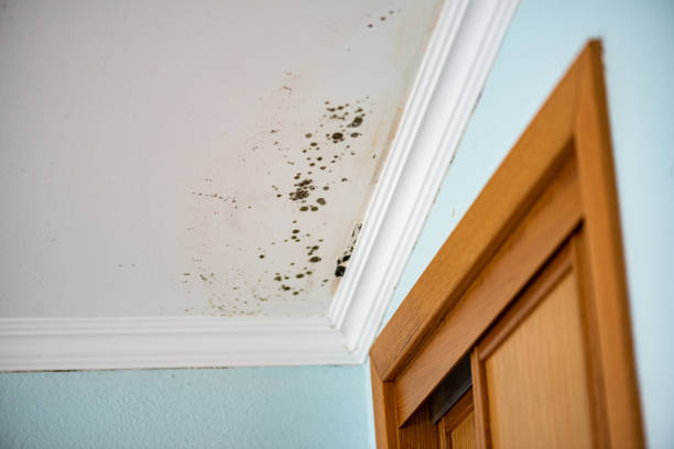 Best Mold Cleaning Services  in Captains Cove, VA