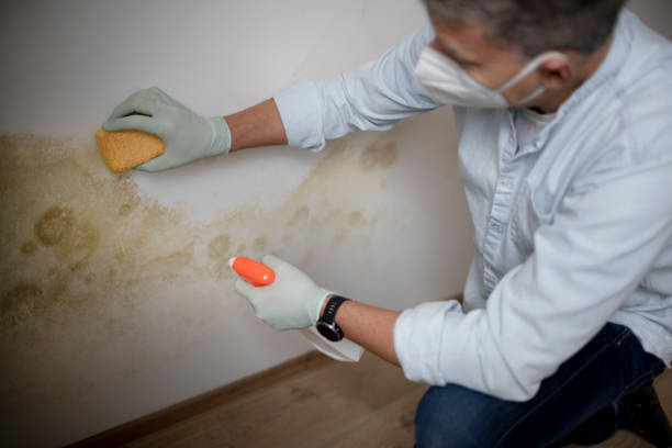Best Toxic Mold Removal  in Captains Cove, VA