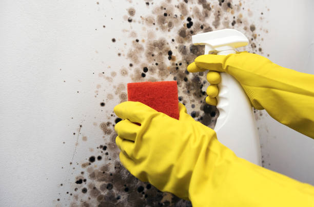 Best Black Mold Removal  in Captains Cove, VA
