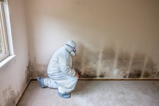 Best Mold Removal Company Near Me  in Captains Cove, VA
