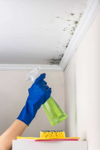 Best Toxic Mold Removal  in Captains Cove, VA