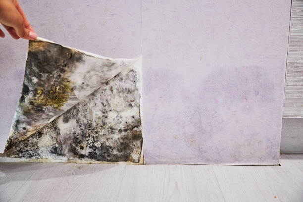 Best Attic Mold Removal  in Captains Cove, VA